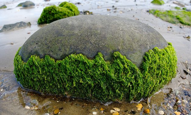 Altona Seaweed Control