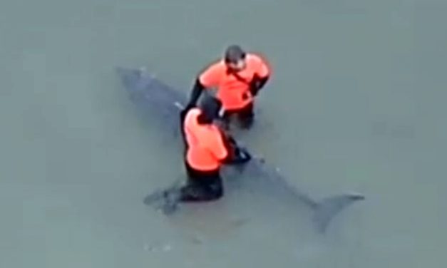 Rare Pygmy Sperm Whale stranded off Williamstown