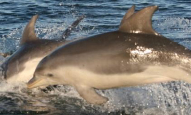 Burrunan Dolphins